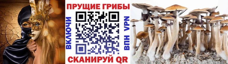 как найти закладки МЕГА как зайти Псилоцибиновые грибы мухоморы Каменск-Уральский